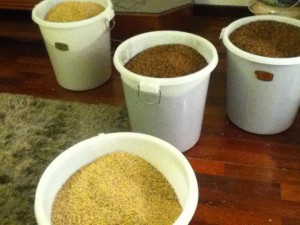 malted barley