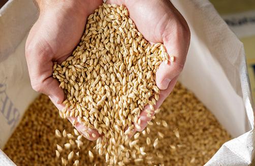 Specialty Malt: Why You Need It To Brew Your Perfect Beer