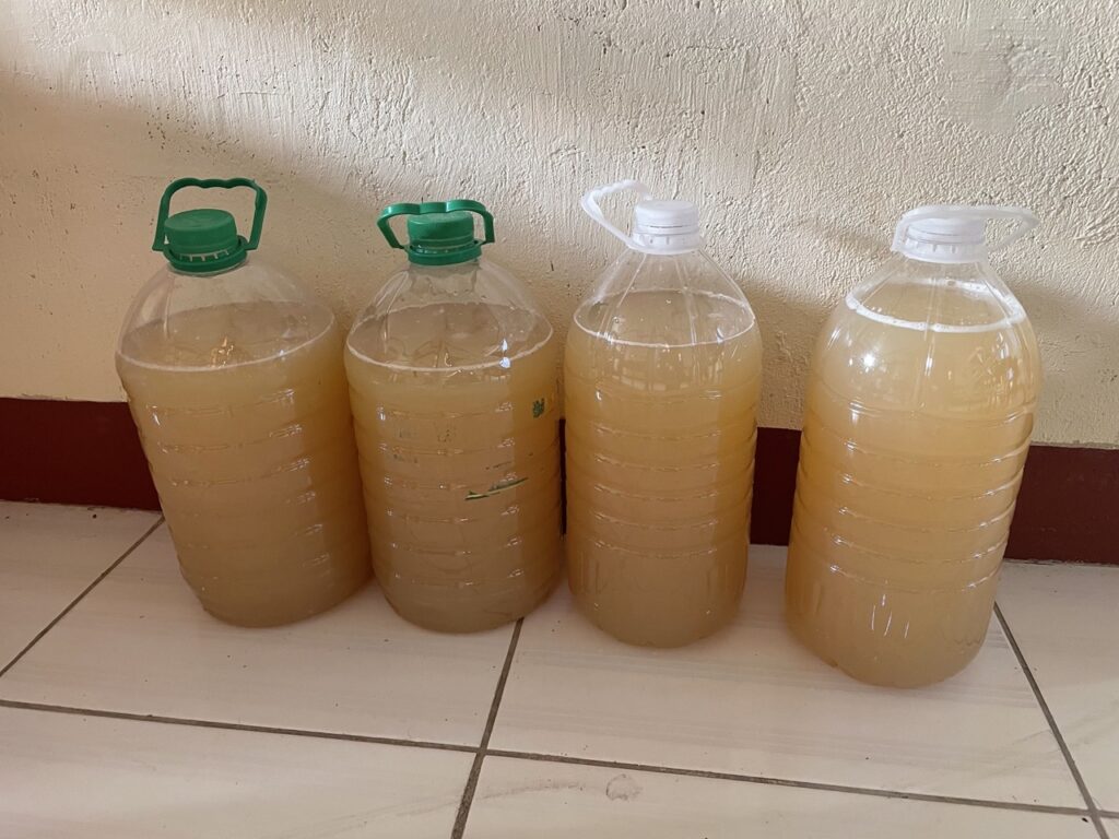 Ginger beer in conditioning bottles